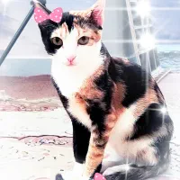 واگذاری چندگربه
