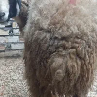 بره|حیوانات مزرعه|اهواز, سیاحی(سه راه خرمشهر)|دیوار