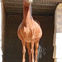 اسب مادیان (بردسیر )