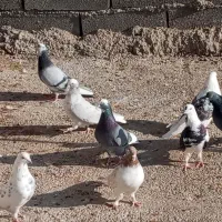 کفتر پرشی ب شرط|پرنده|قلعه نو, |دیوار