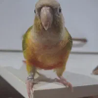 طوطی گرینچیک گمشده