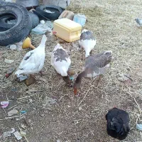 غاز|حیوانات مزرعه|تربت‌حیدریه, میدان مرکزی|دیوار