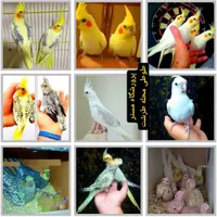 عروس هلندی پرورشگاه تخصصی سخنگو رقاص مولد تضمینی