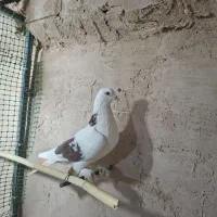 کفتر|پرنده|کهک, |دیوار