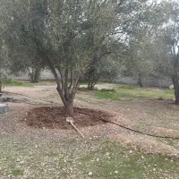 فروش باغچه 1600متری تیون تفیهان|فروش زمین و ملک کلنگی|شیراز, بید زرد|دیوار