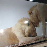 فروش تلیوزیون هوشمند 50 مدیستار