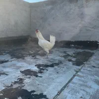 خروس گلین|حیوانات مزرعه|شهرکرد, |دیوار