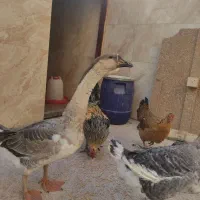 غوغاز و مرغ خروس محلی