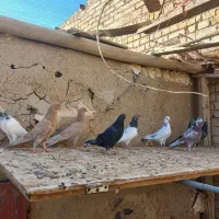کفتر