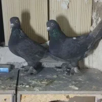 حدود۱۶تا کفتر