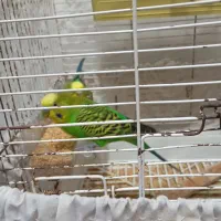 مرغ عشق|پرنده|محمدشهر, محمدشهر|دیوار