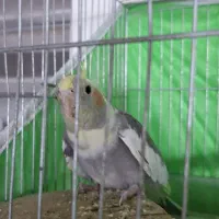 عروس هلندی سخنگوجفت وجوجه اش|پرنده|اصفهان, آفاران|دیوار