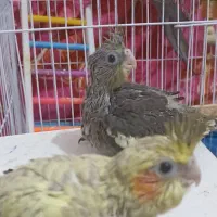 جفت عروس هلندی سخنگو و سه تا جوجه|پرنده|صومعه‌سرا, |دیوار