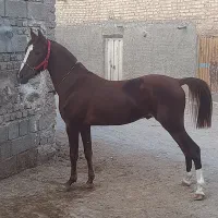 اسب|اسب و تجهیزات اسب‌سواری|اصفهان, رهنان|دیوار