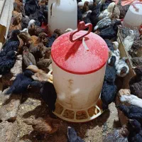 جوجه مرغ خروس بلدرچین|حیوانات مزرعه|کرج, اخترآباد|دیوار