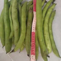 باقالی هفت بند