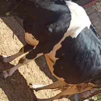 گاو آبستن و شنگل فروش