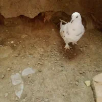 کبوتر|پرنده|پلدشت, |دیوار