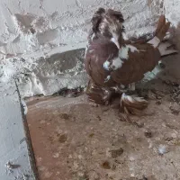 کبوتر|پرنده|اردبیل, |دیوار