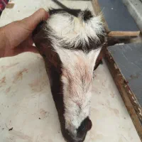 فروش کله پاچه