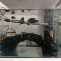 ماهی گوشتخوار