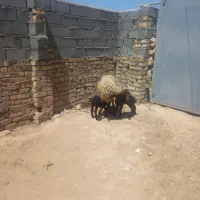 میش جوان دوقلوزا