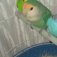 عروس هلندی سرلاکی/کوتوله برزیلی