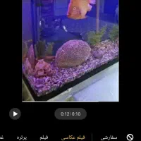 فروش اکواریم با ماهی های گوشت خوار|ماهی|فردیس, شهرک ۱۱۰|دیوار