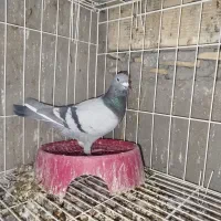 سه.عددکبوتر‌پلاکی‌مسافتی‌پدر‌مادر‌نشسته|پرنده|مسجد سلیمان, |دیوار