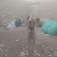 سگ سرابی نر اصیل
