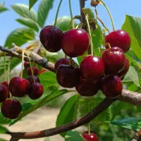 نهالستان سبز گستر مهاباد|خدمات باغبانی و درختکاری|مهاباد (آذربایجان غربی), |دیوار