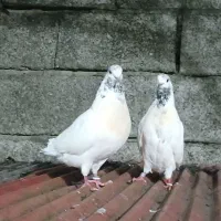 کبوتر به شرط