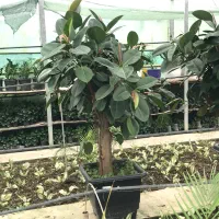 درختچه بزرگ فیکوس