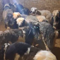 بره نر