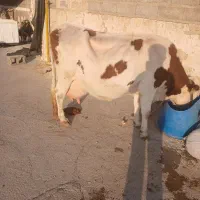 گاو سمینتال اصلی