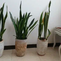 گل سانسوریا