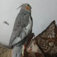 عروس هلندی کاملا دستی ماده