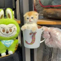 گربه اسکاتیش گلد ny11 و ny12|گربه|تهران, آسمان|دیوار