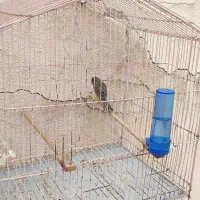 قناری مست ماده گیر|پرنده|خورموج, |دیوار