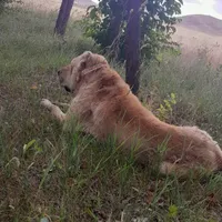 سگ سرابی اصیلی|سگ|اردبیل, |دیوار