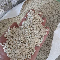 گلرنگ بوجاری شده کیسه ۳۰ کیلویی