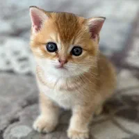 گربه های نژاد دار با سلامت کامل