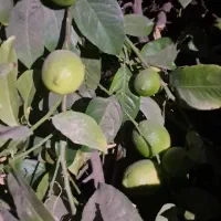 فروش لیموخاگی لوکس در باغ