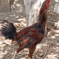 خروس لاری درجه یک|حیوانات مزرعه|آذرشهر, |دیوار
