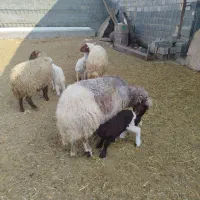 گوسفند بابره