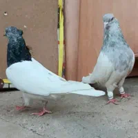 کبوتر کفتر  واکسی|پرنده|مشهد, موسوی قوچانی|دیوار