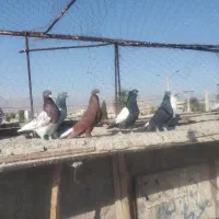کبوتر.کفتر رنگی|پرنده|فسا, |دیوار