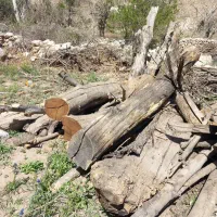 قطع درخت رایگان. تمام منطقه یزد..