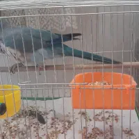 طوطی گ.م.ش.ده