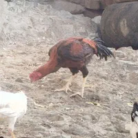 خروس لاری اوشامو|حیوانات مزرعه|سبزوار, قصبه شرقی|دیوار